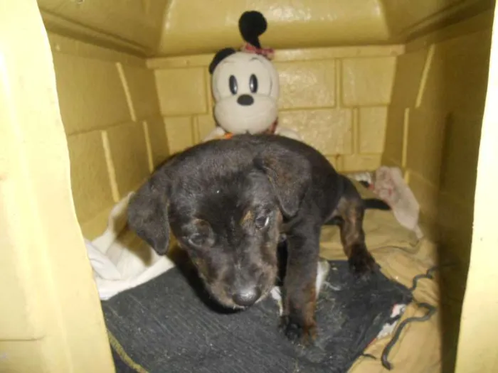 Cachorro ra a Golden/ Mestiço idade Abaixo de 2 meses nome Adote