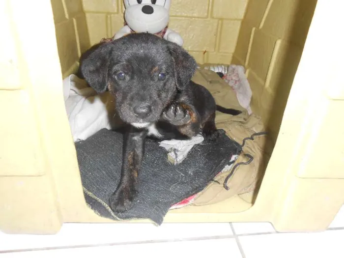 Cachorro ra a Golden/ Mestiço idade Abaixo de 2 meses nome Adote