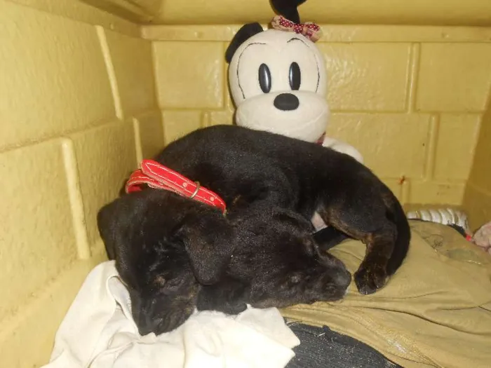 Cachorro ra a Golden/ Mestiço idade Abaixo de 2 meses nome Adote