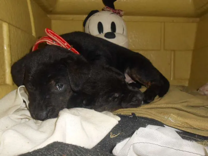 Cachorro ra a Golden/ Mestiço idade Abaixo de 2 meses nome Adote