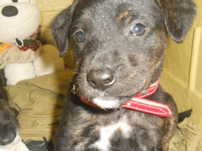 Cachorro ra a Golden/ Mestiço idade Abaixo de 2 meses nome Adote