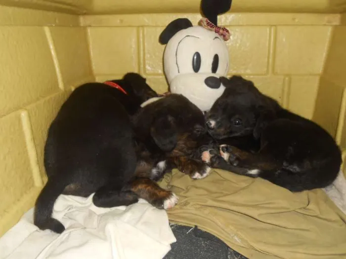 Cachorro ra a Golden/ Mestiço idade Abaixo de 2 meses nome Adote