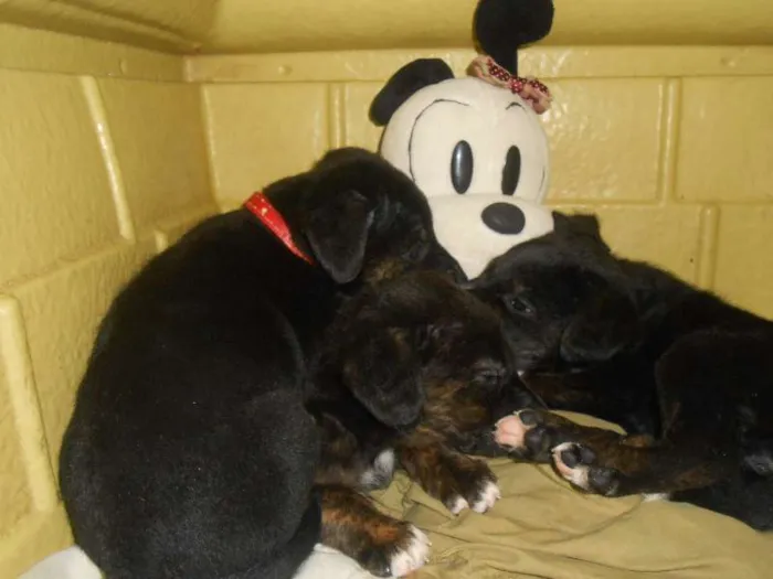 Cachorro ra a Golden/ Mestiço idade Abaixo de 2 meses nome Adote