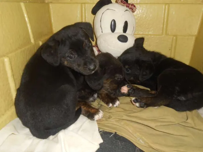 Cachorro ra a Golden/ Mestiço idade Abaixo de 2 meses nome Adote