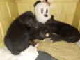 Adote