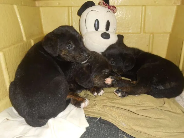 Cachorro ra a Golden/ Mestiço idade Abaixo de 2 meses nome Adote
