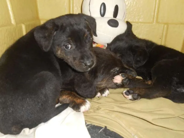 Cachorro ra a Golden/ Mestiço idade Abaixo de 2 meses nome Adote