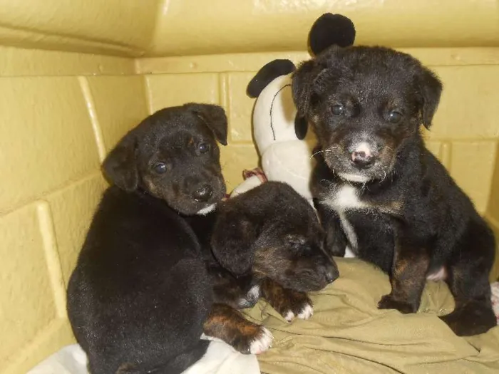 Cachorro ra a Golden/ Mestiço idade Abaixo de 2 meses nome Adote
