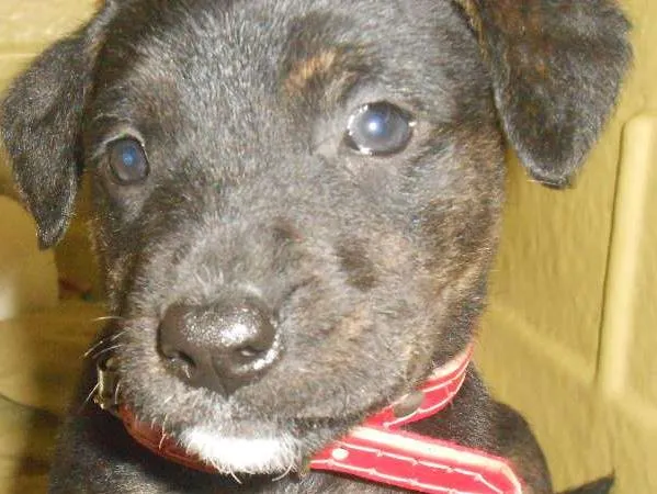 Cachorro ra a Golden/ Mestiço idade Abaixo de 2 meses nome Adote
