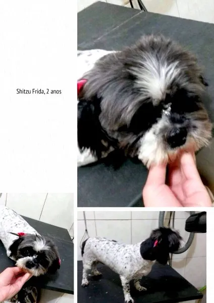 Cachorro ra a SRD idade 2 anos nome Shitzu Frida