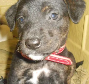 Cachorro raça Golden/ Mestiço idade Abaixo de 2 meses nome Adote