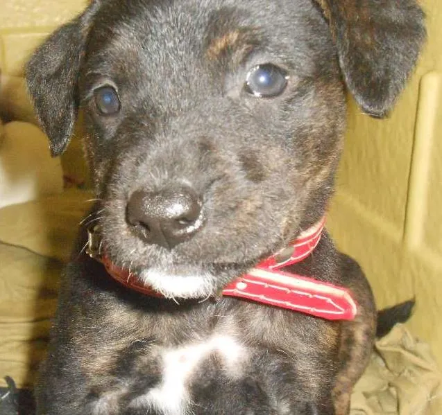 Cachorro ra a Golden/ Mestiço idade Abaixo de 2 meses nome Adote