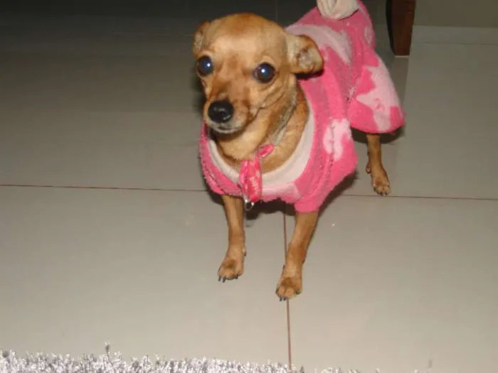 Cachorro ra a pincher idade 5 anos nome nina