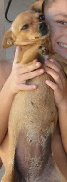Cachorro ra a pincher idade 5 anos nome nina