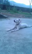 branquinha