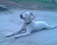 branquinha