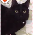 Pepper