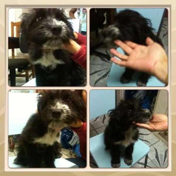 Cachorro ra a SRD idade 2 a 6 meses nome Filhotes