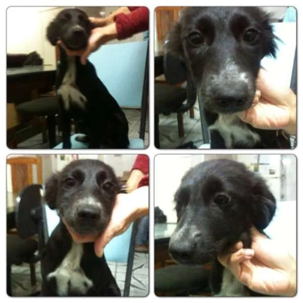Cachorro ra a SRD idade 2 a 6 meses nome Filhotes
