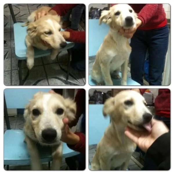 Cachorro ra a SRD idade 2 a 6 meses nome Filhotes