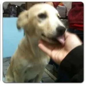 Cachorro raça SRD idade 2 a 6 meses nome Filhotes