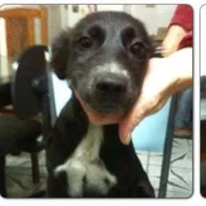 Cachorro ra a SRD idade 2 a 6 meses nome Filhotes