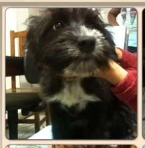 Cachorro ra a SRD idade 2 a 6 meses nome Filhotes