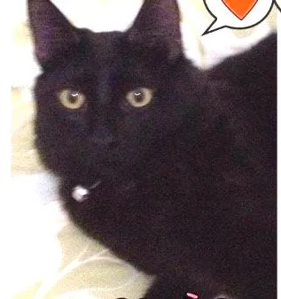 Gato ra a SRD idade 7 a 11 meses nome Pepper