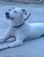 Cachorro raça indefinida idade 1 ano nome branquinha