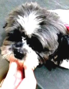 Cachorro raça SRD idade 2 anos nome Shitzu Frida