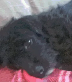 Cachorro raça SRD idade 1 ano nome Luna