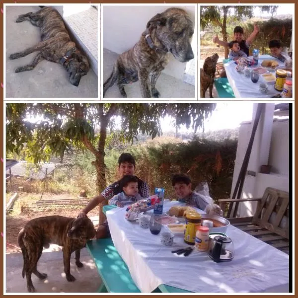 Cachorro ra a Fila idade 3 anos nome Thander