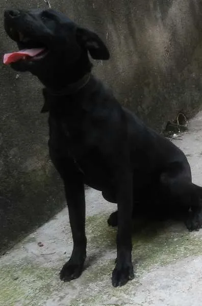 Cachorro ra a SRD idade 7 a 11 meses nome Bruce