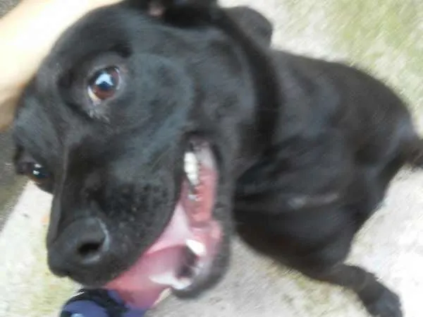 Cachorro ra a SRD idade 7 a 11 meses nome Bruce