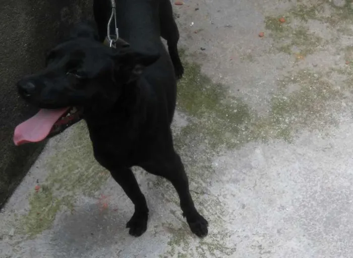 Cachorro ra a SRD idade 7 a 11 meses nome Bruce