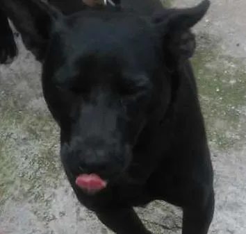 Cachorro ra a SRD idade 7 a 11 meses nome Bruce