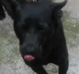Bruce