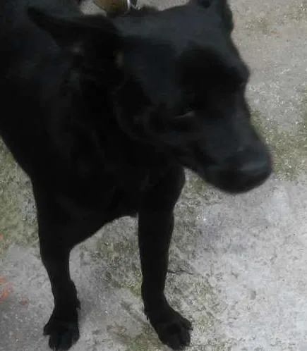 Cachorro ra a SRD idade 7 a 11 meses nome Bruce