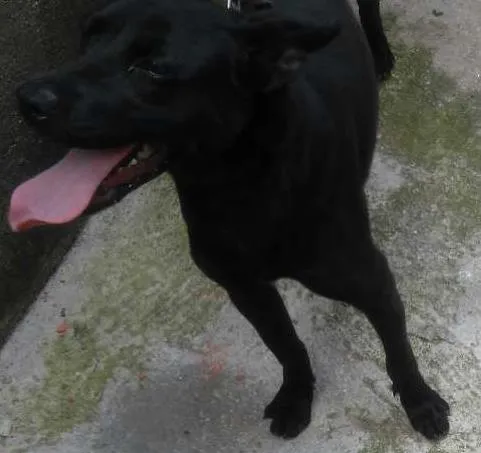 Cachorro ra a SRD idade 7 a 11 meses nome Bruce