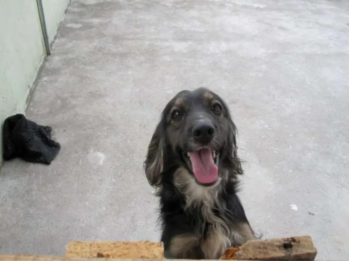 Cachorro ra a SRD idade 6 ou mais anos nome Luna