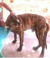 Cachorro ra a Fila idade 3 anos nome Thander