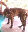Cachorro raça Fila idade 3 anos nome Thander