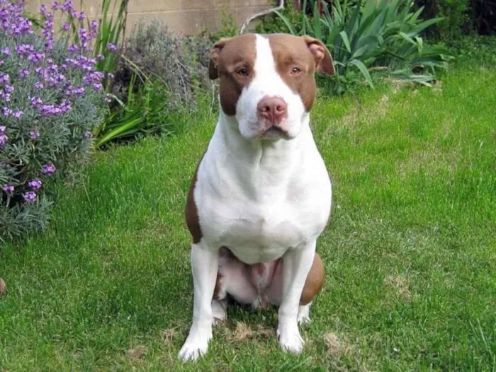 Cachorro ra a Pit-Bull idade 2 anos nome meninao