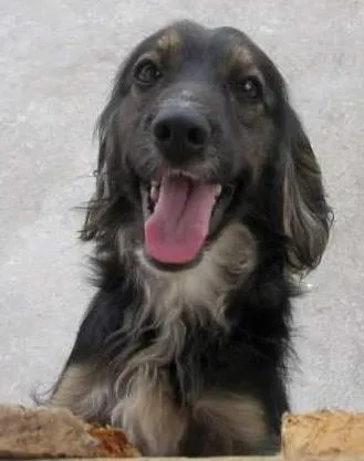 Cachorro ra a SRD idade 6 ou mais anos nome Luna