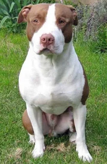Cachorro ra a Pit-Bull idade 2 anos nome meninao
