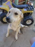 Bidu