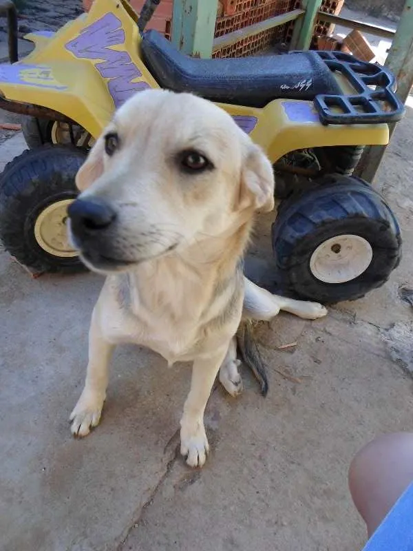 Cachorro ra a Nao definida idade 2 a 6 meses nome Bidu
