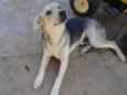 Bidu
