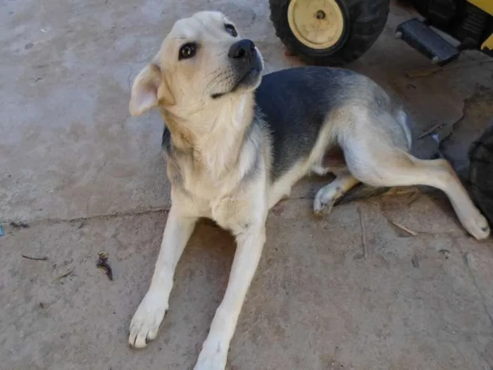 Cachorro ra a Nao definida idade 2 a 6 meses nome Bidu