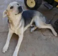 Bidu